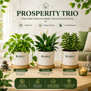 Prosperity Trio