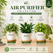 Air Purifier Collection