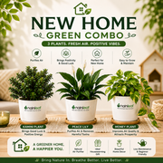 New Home Green Combo - Nainileaf