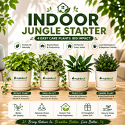 Indoor Jungle Starter - Nainileaf