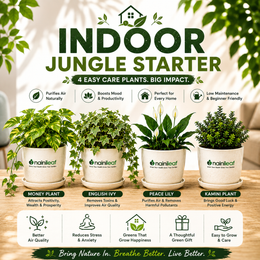 Indoor Jungle Starter - Nainileaf