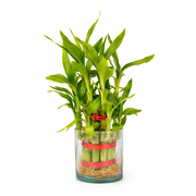 2 Layer Lucky Bamboo Plant Bare Rooted - Nainileaf
