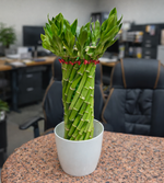 Lucky Wheel Bamboo Plant Small - Nainileaf - Nainileaf