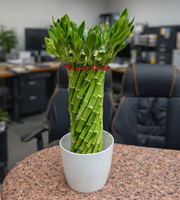 Lucky Wheel Bamboo Plant Small - Nainileaf - Nainileaf