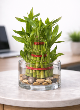 3 Layer Lucky Bamboo Plant 10cm Bare Rooted - Nainileaf