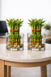 Pack of 2 - Two Layer Lucky Bamboo Plant Bare Rooted - Nainileaf