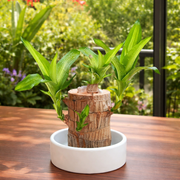 Brazilian Wood Potted Imported Indoor Plant - Nainileaf