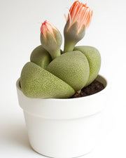 Lithop Succulent Plant