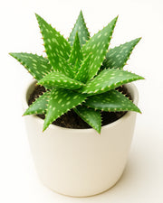 Aloe Dorotheae (Sunset Aloe)