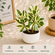 Crassula Sunset Jade Plant - Nainileaf
