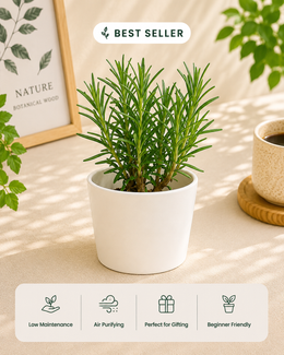 Rosemary (Herb) Plant - Nainileaf