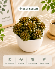 Sedum Cremnophila Plant - Nainileaf