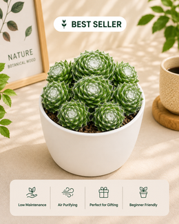 Sempervivum Cobweb Houseleek Plant - Nainileaf