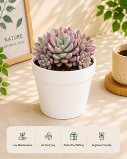 Red Shaded Sedum Plant - Nainileaf