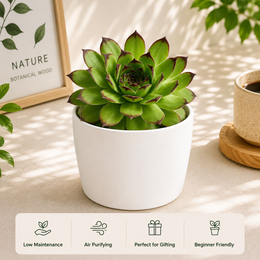Sempervivum Calcareum (Laxmi Kamal) Plant - Nainileaf