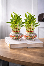 Pack of 2 - Two Layer Lucky Bamboo Plant With Glass Pot - Nainileaf - Nainileaf