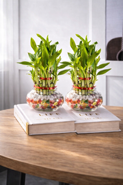 Pack of 2 - Two Layer Lucky Bamboo Plant With Glass Pot - Nainileaf - Nainileaf