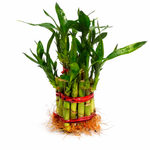 2 Layer Lucky Bamboo Plant With Glass Pot - Nainileaf - Nainileaf