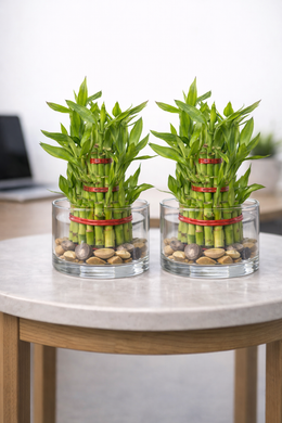 Pack of 2 - Three Layer Lucky Bamboo Plant 10cm Bare Rooted - Nainileaf