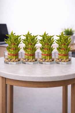 Pack of 4 - Three Layer Lucky Bamboo Plant 10cm Bare Rooted - Nainileaf