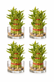 three layer lucky bamboo Pack of 4 - Three Layer Lucky Bamboo Plant bare rooted