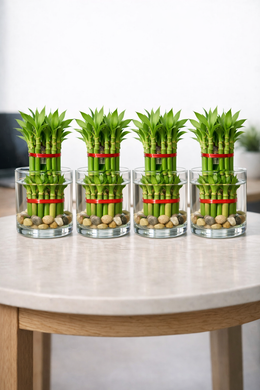 Pack of 4 - Two Layer Lucky Bamboo Plant Bare Rooted - Nainileaf