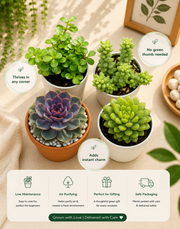 Success Attraction Succulent Combo - Nainileaf