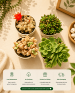 Assorted Combo 2 of 4 succulents - Nainileaf