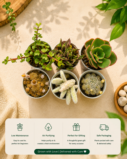 Assorted Combo of 3 Succulents and 3 Cactus - Nainileaf
