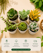 Assorted combo of 6 Succulents - Nainileaf