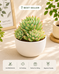 Sedum Pachyphyllum Plant