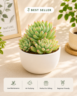 Sedum Pachyphyllum Plant