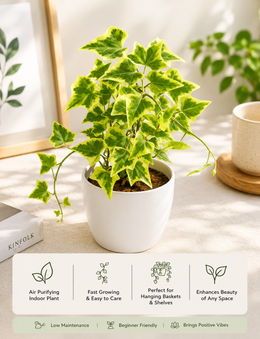 English Ivy Plant