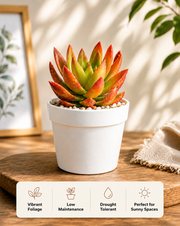 Crassula Campfire Plus Plant