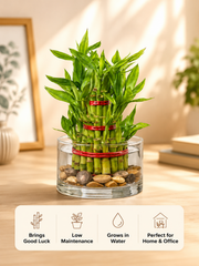 3 Layer Lucky Bamboo bare rooted - Nainileaf - Nainileaf