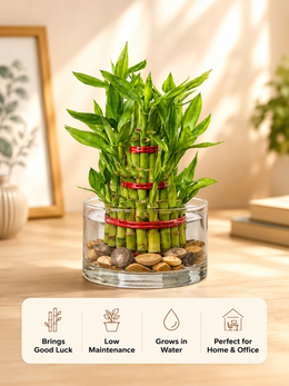 3 Layer Lucky Bamboo bare rooted - Nainileaf