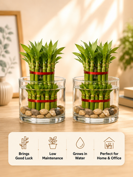 Pack of 2 - Two Layer Lucky Bamboo Plant With Pot - Nainileaf - Nainileaf