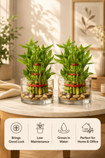 Pack of 2 - Three Layer Lucky Bamboo Plant bare rooted - Nainileaf - Nainileaf