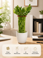 Lucky Wheel Bamboo Plant Small - Nainileaf - Nainileaf