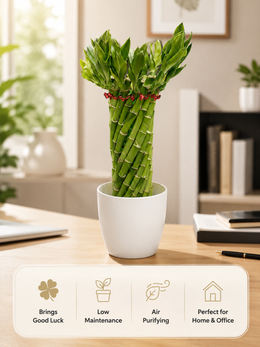 Lucky Wheel Bamboo Plant Small - Nainileaf - Nainileaf