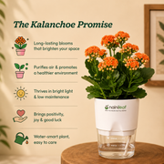 Kalanchoe Plant - Orange With Self Watering Pot
