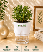 Jade Plant With Self Watering Pot