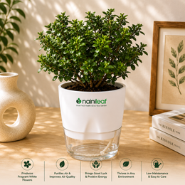 Kamini (Murraya Paniculata) Plant With Self Watering Pot
