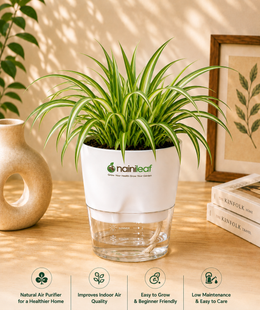 Spider plant With Self Watering Pot