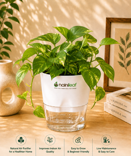 Money Plant With Self Watering Pot