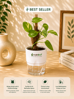 Golden Pothos Plant With Self Watering Pot - Nainileaf