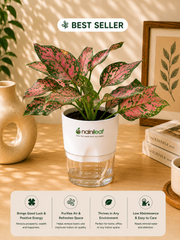 Aglaonema Indoor Plant With Self Watering Pot - Nainileaf
