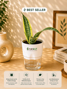 Snake Plant - Futura Superba With Self Watering Pot - Nainileaf