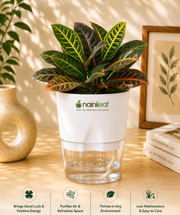 Croton Plant, Codiaeum variegatum Plant With Self Watering Pot - Nainileaf