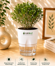 Weeping fig Plant With Self Watering Pot - Nainileaf